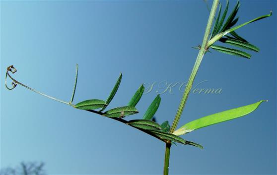 Legume